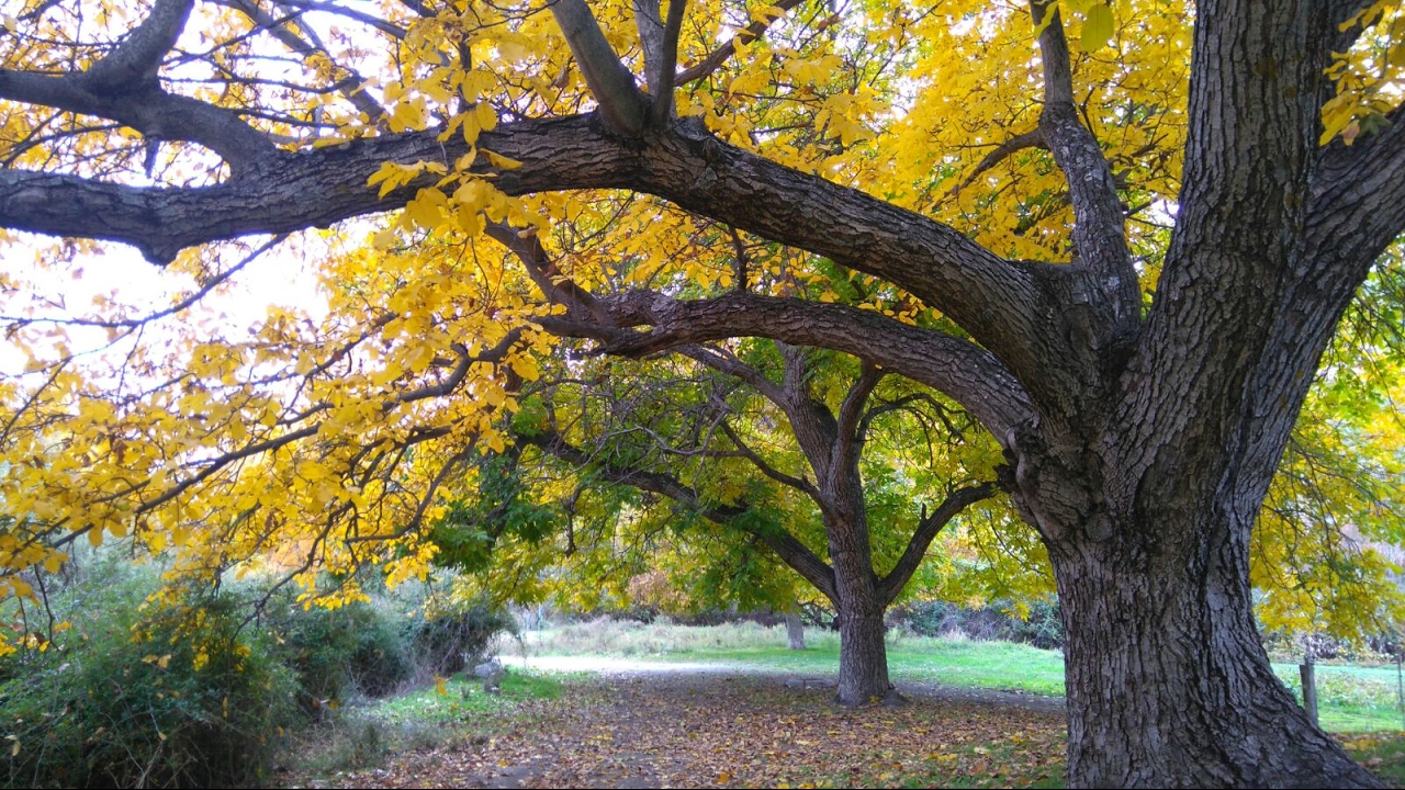 Práctica de Mindfulness y Autocompasión