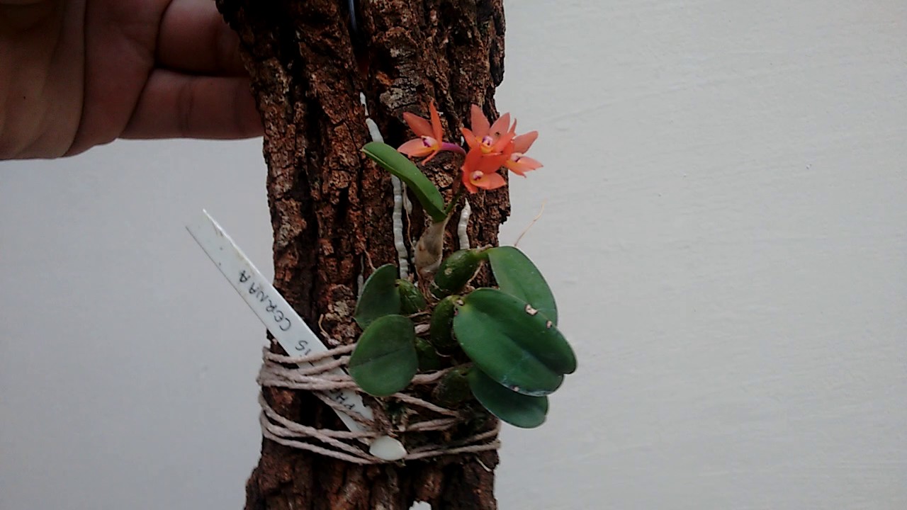 Sopronitis cernua mineira. Avermelhada em flor