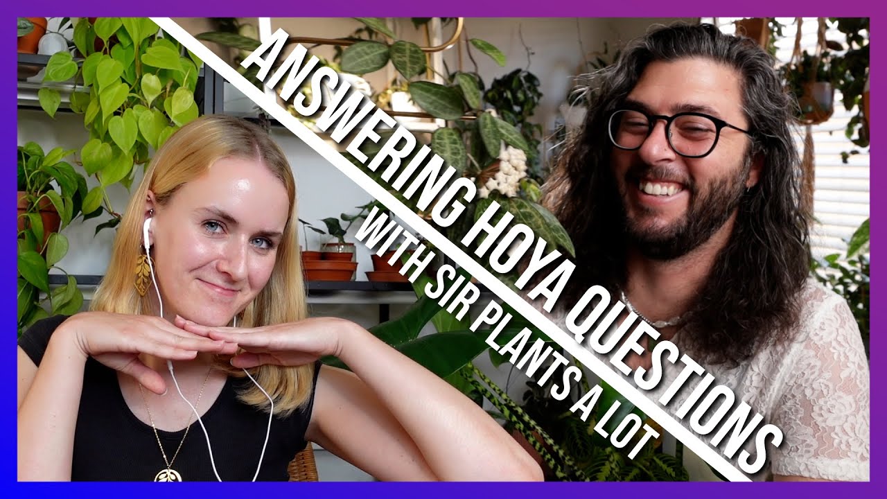 Answering Hoya Questions with @hexyeahpottery | Hoya Doctor is in!