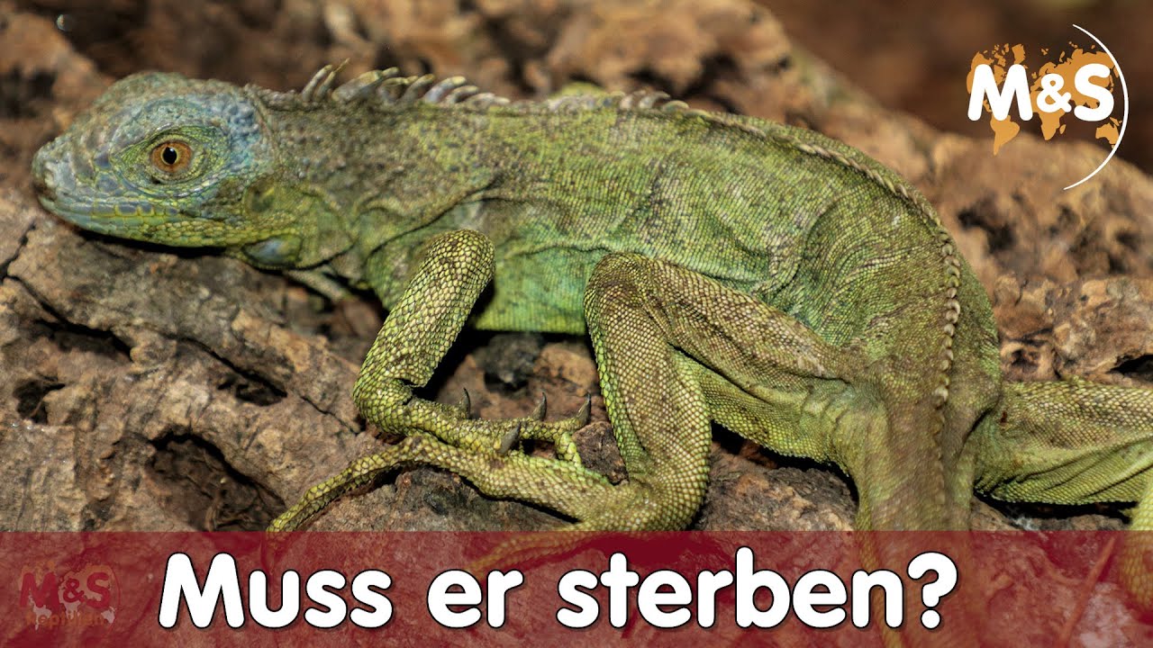 Grüner Leguan ganz dünn | Muss er sterben? | Wie retten?