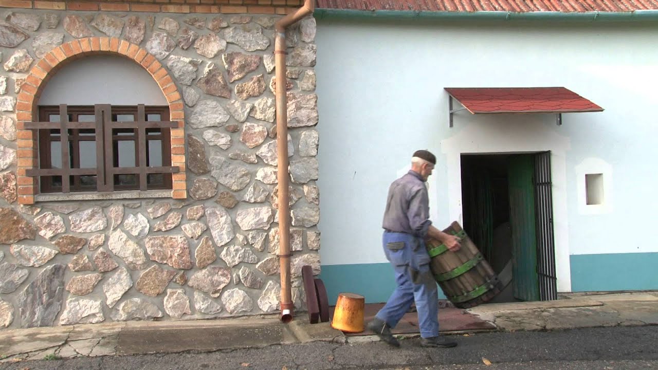 Vinaři mají plné ruce práce   Bořetice 2013