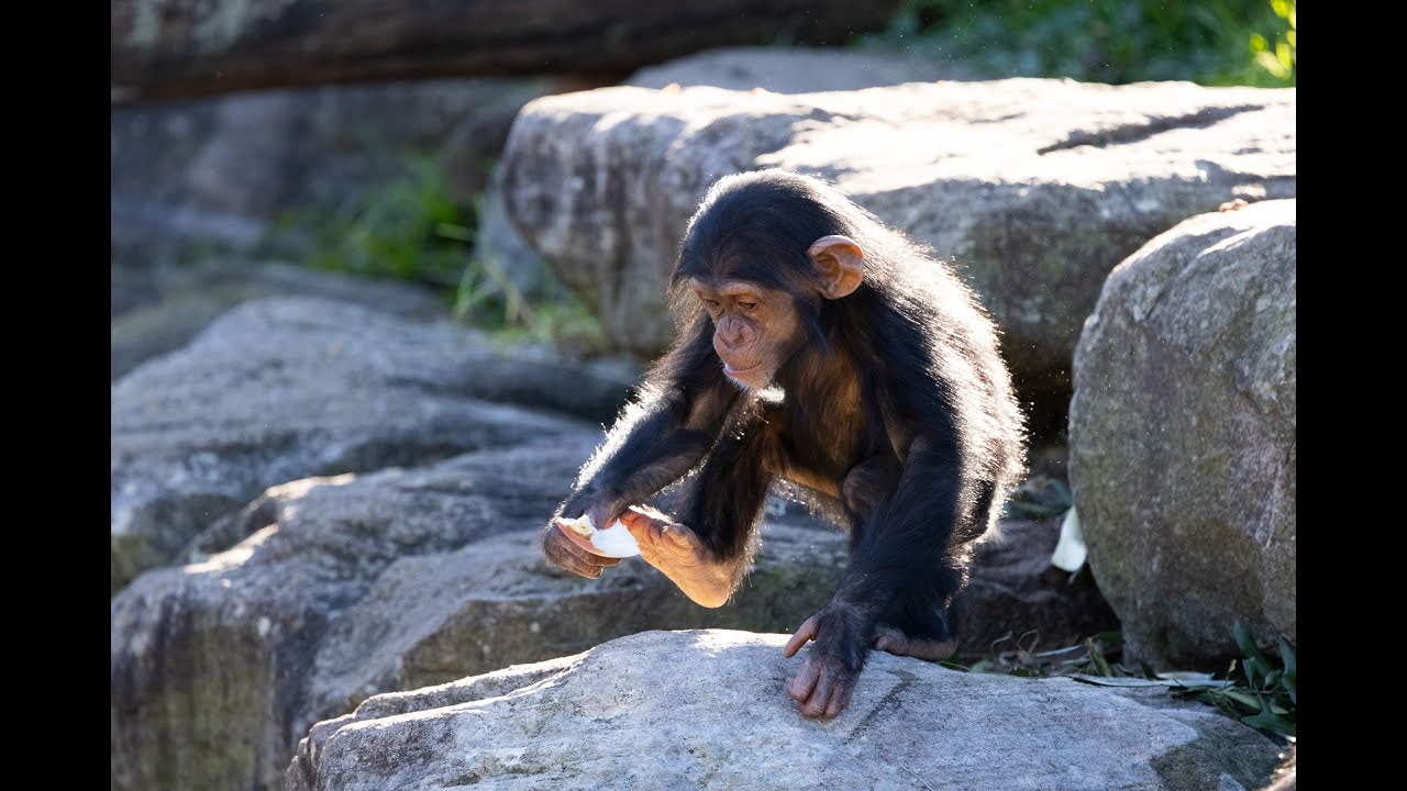 Celebrating 65 years of Chimpanzee Research