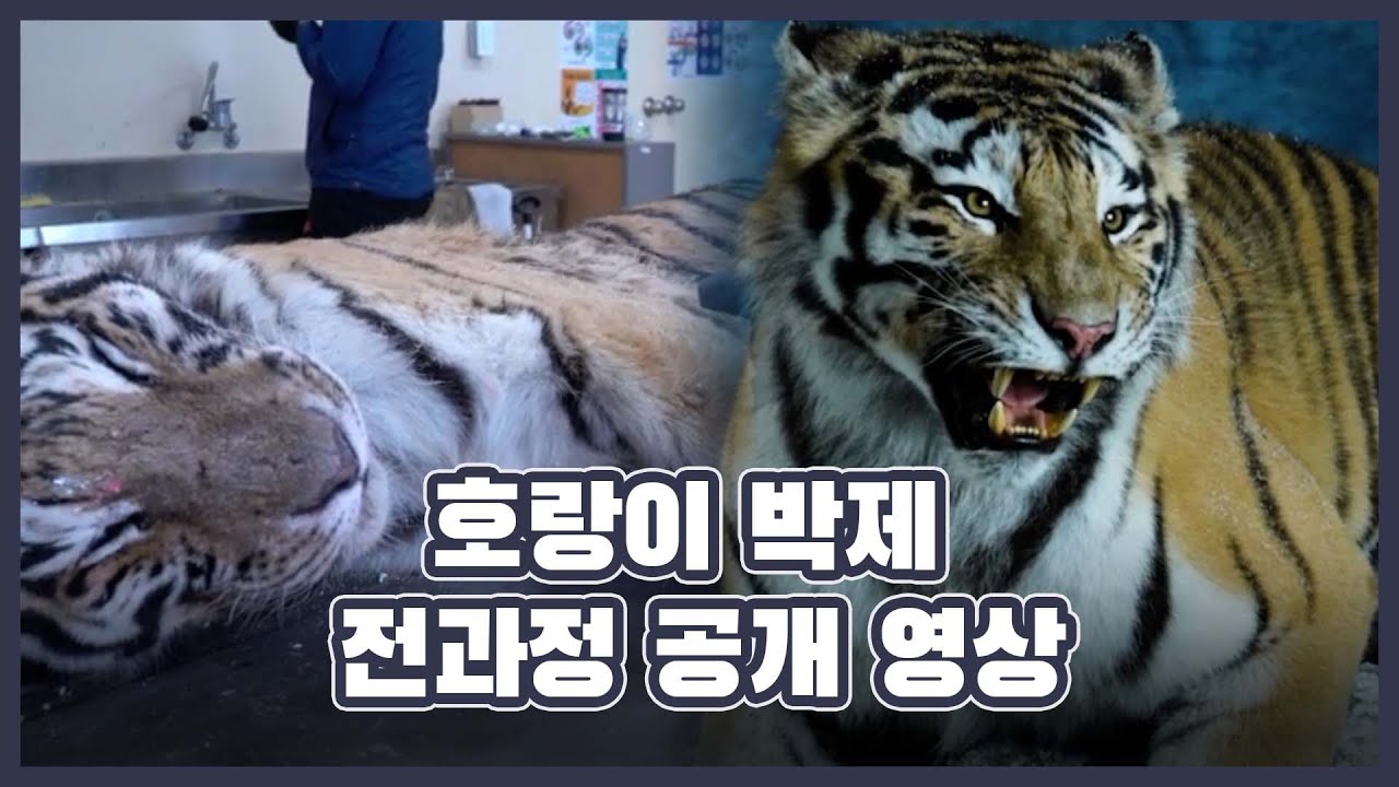 박제 표본으로 다시 되살아난 시베리아 호랑이 '강산'...박제 전과정 공개