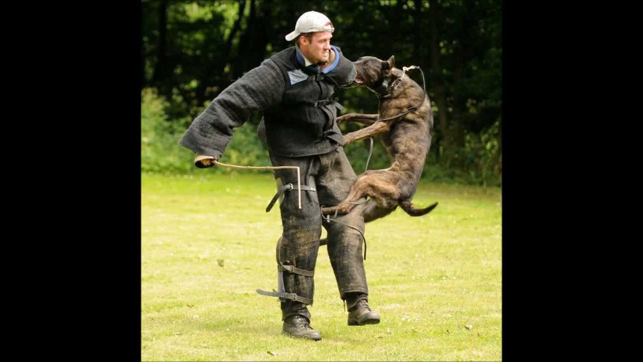 Hard stick attacks KNPV