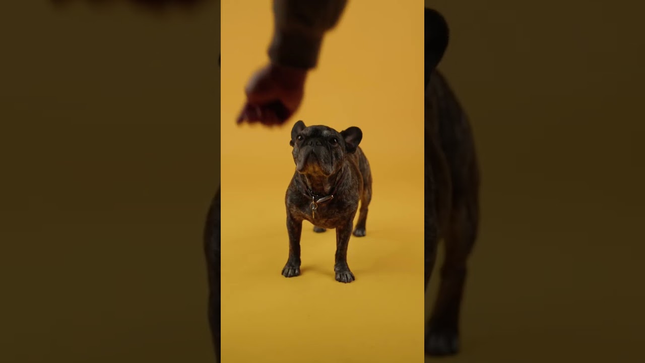 Tips para tomarle fotos a tu mascota. 🐶 #shorts