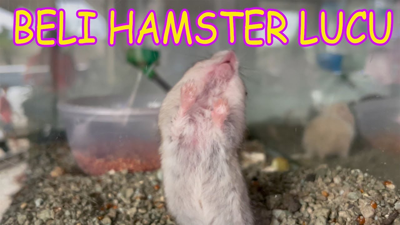 Beli hamster Lucu di Toko Terang Bogor