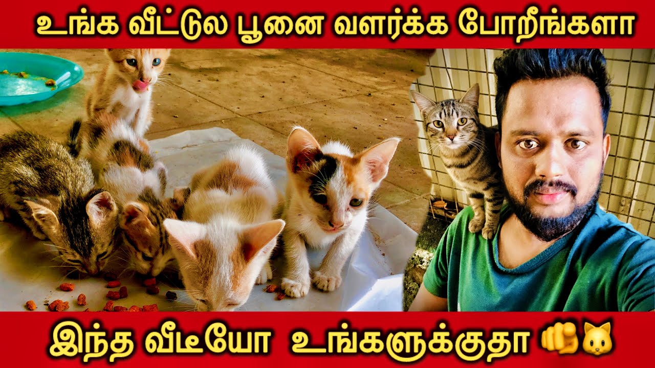 பூனையின் அதிரடி லூட்டிகள் 🐱| The Naughty Meow | சேட்டைக்கார பூனைகள் 🐱🐱#cat