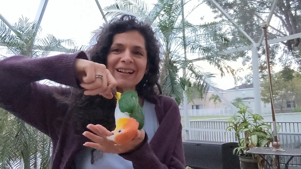 White-bellied Caique Or Hanh's Macaw?