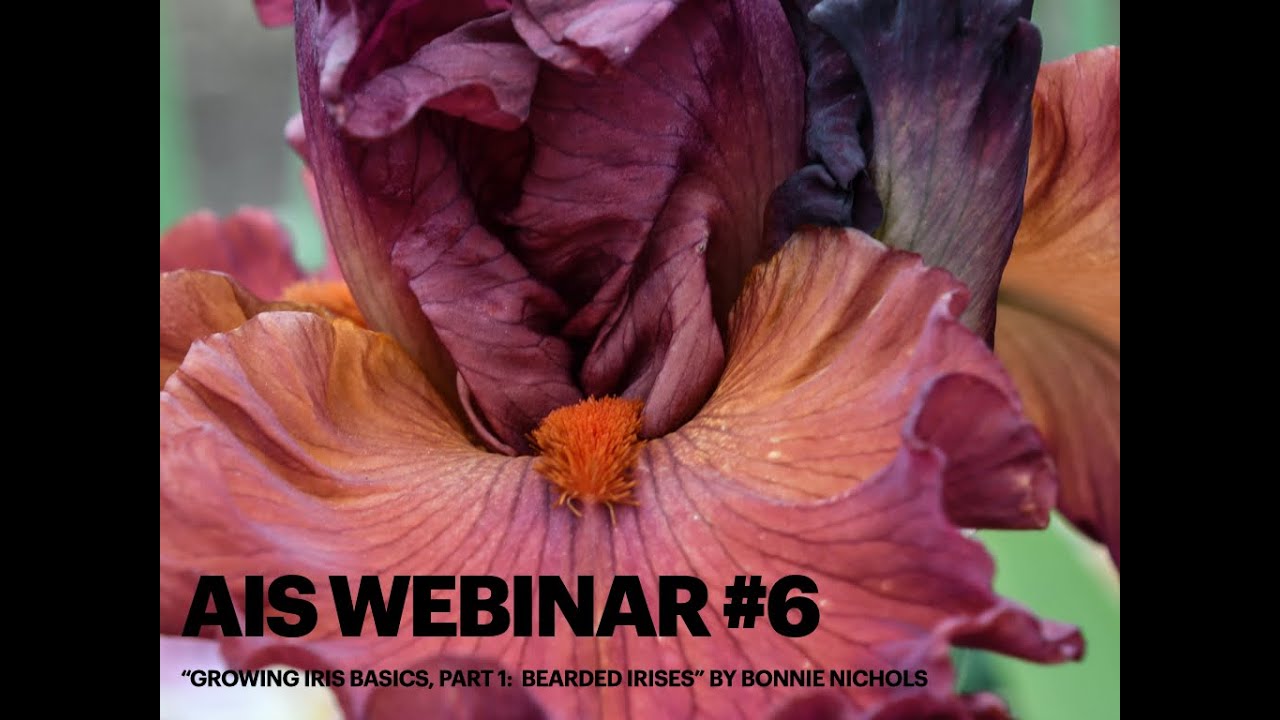 AIS Webinar #6 
