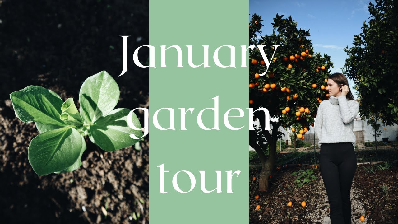 January Garden Tour | Mediterranean Winter Garden tour