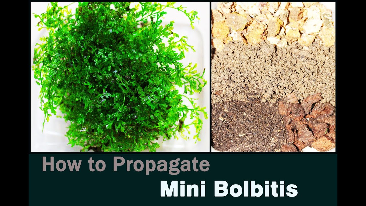 Mini bolbitis Propagation