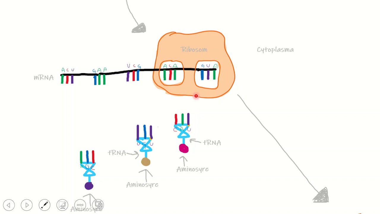 Proteinsyntesen