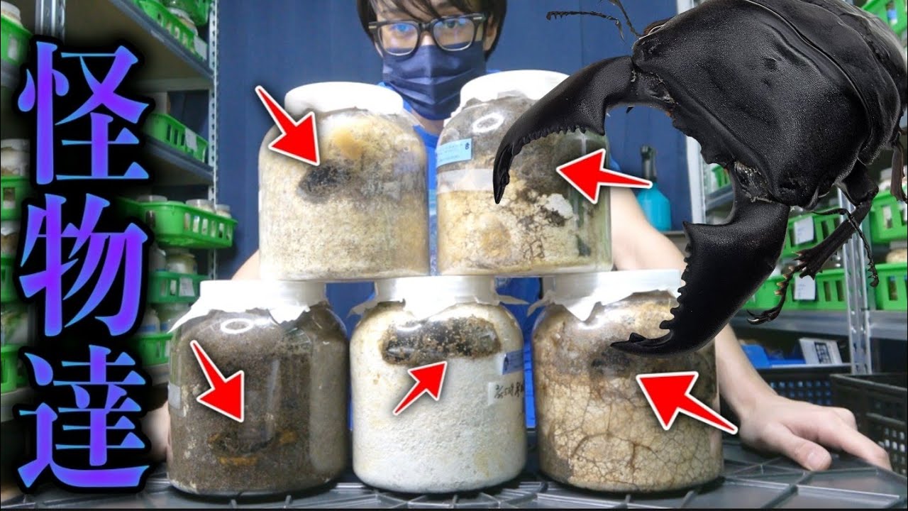 10センチを超える巨大ヒラタ羽化ラッシュ突入で最高