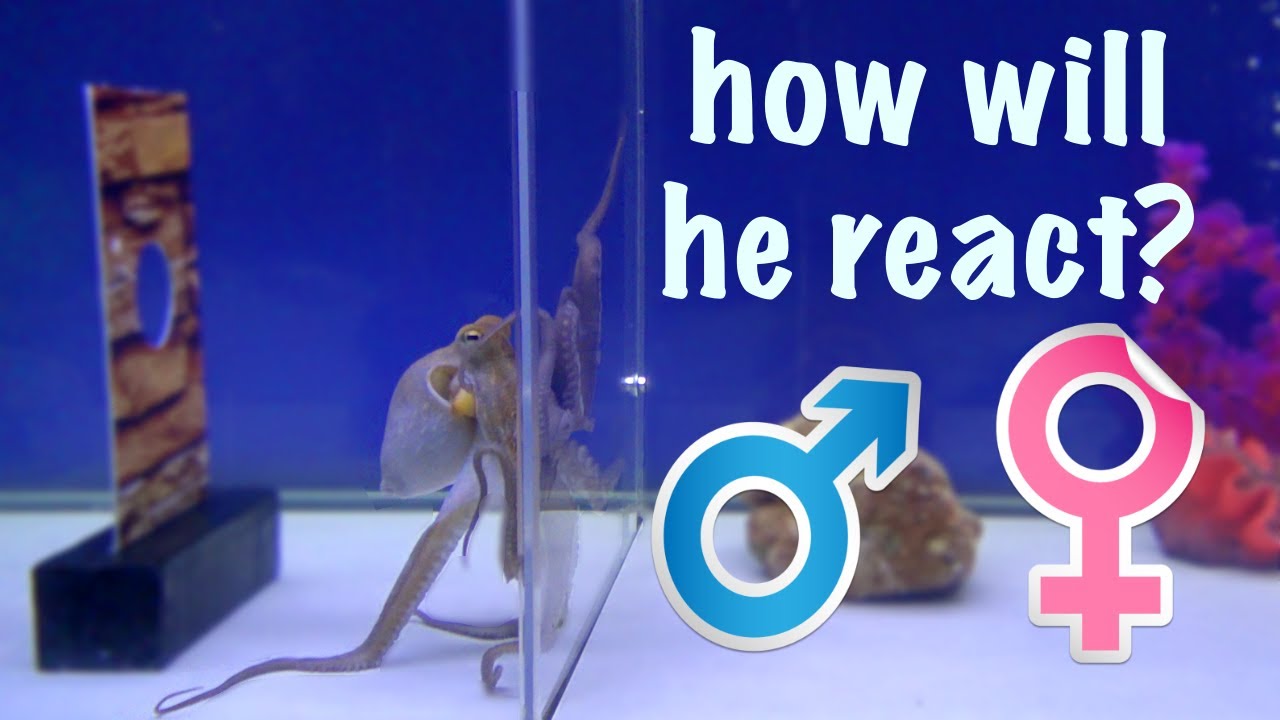 Octopus Reacts to Male and Female Octopus – Striking Scenes