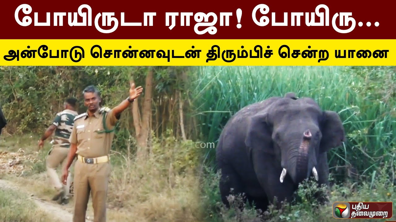 போயிருடா ராஜா! போயிரு...அன்போடு சொன்னவுடன் திரும்பிச் சென்ற யானை | PTT