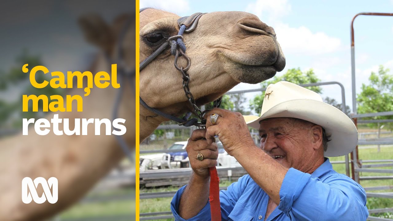 Champion racing camels swap the track for family rides during COVID-19 | ABC Australia