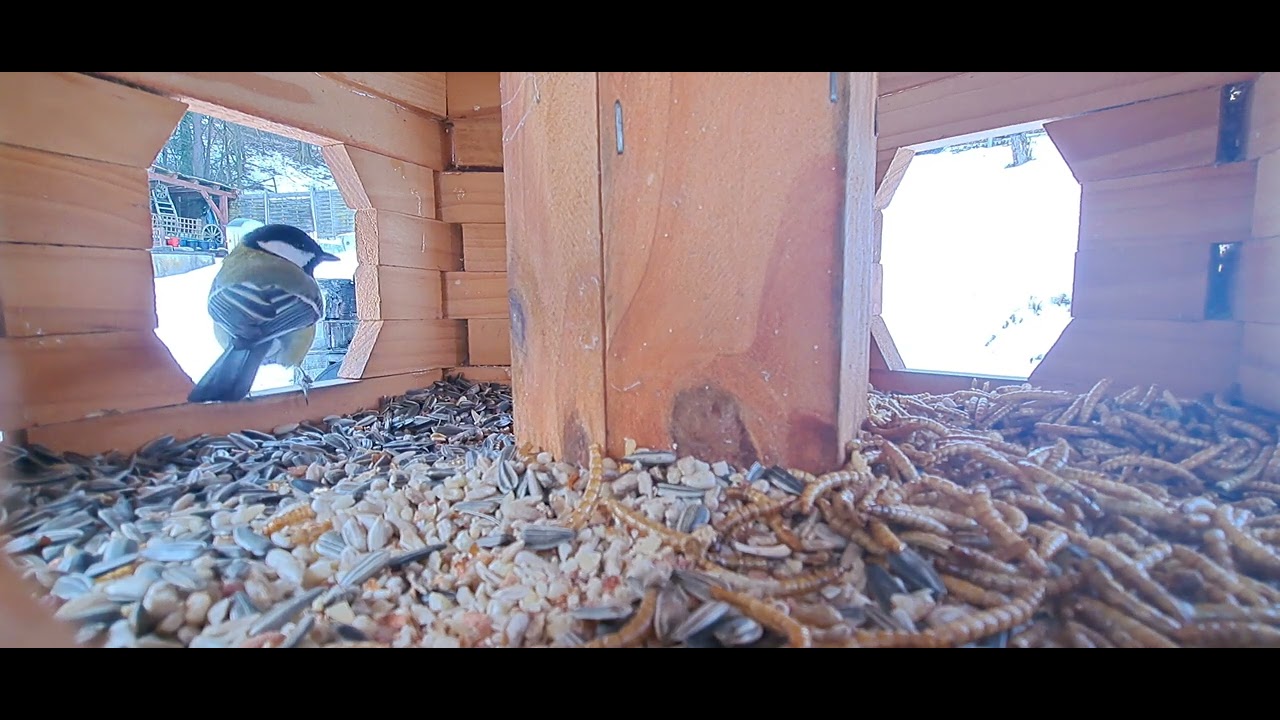 Vogelhaus mit neue Wurmys