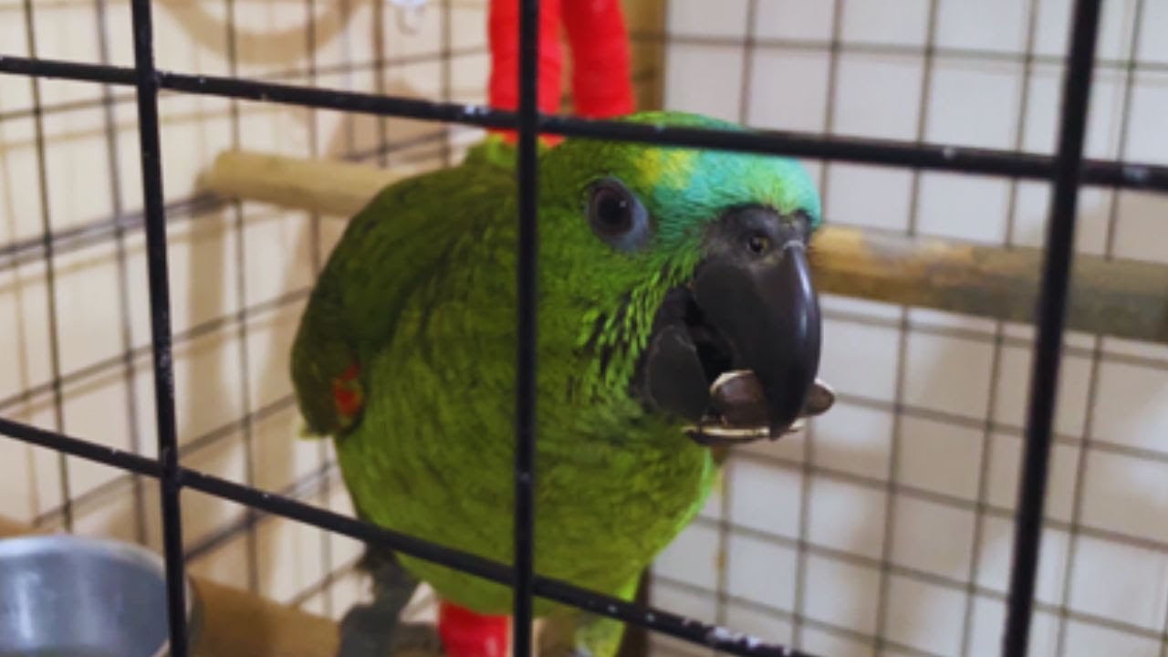 FILHOTES DE PAPAGAIOS COM TRES MESES FAZENDO O DESMAME | Trio Colorido🦜🦜🦜