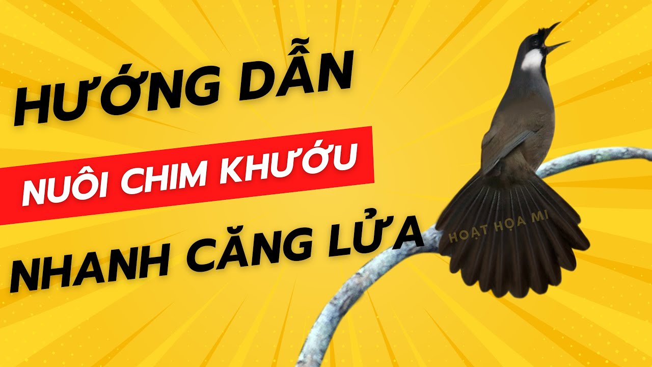 Hướng dẫn nuôi chim khướu nhanh cằng lửa | Hoạt Họa Mi