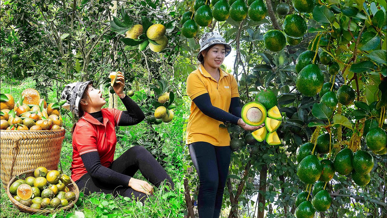 Harvesting Orange, Avocado and Banana to the Market to Sell -Growing Vegetables | Lucia's daily life