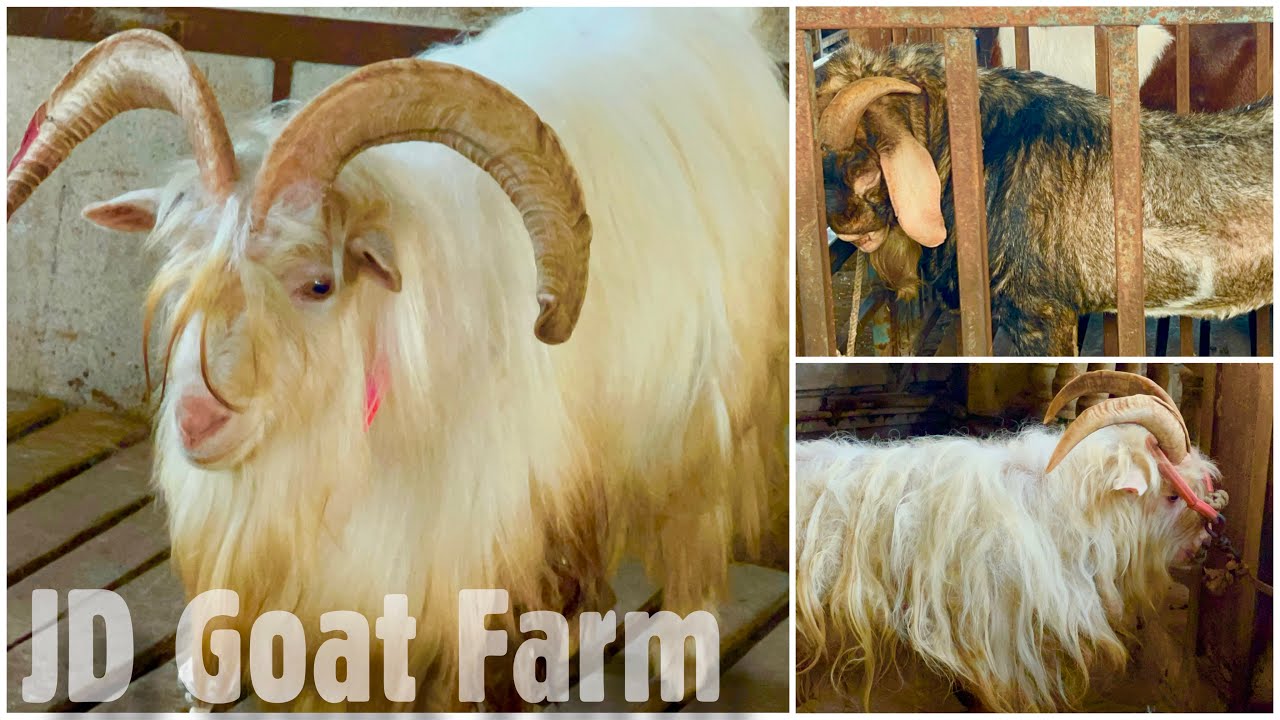 JD Goat Farm Small Tour With Imran Bhai