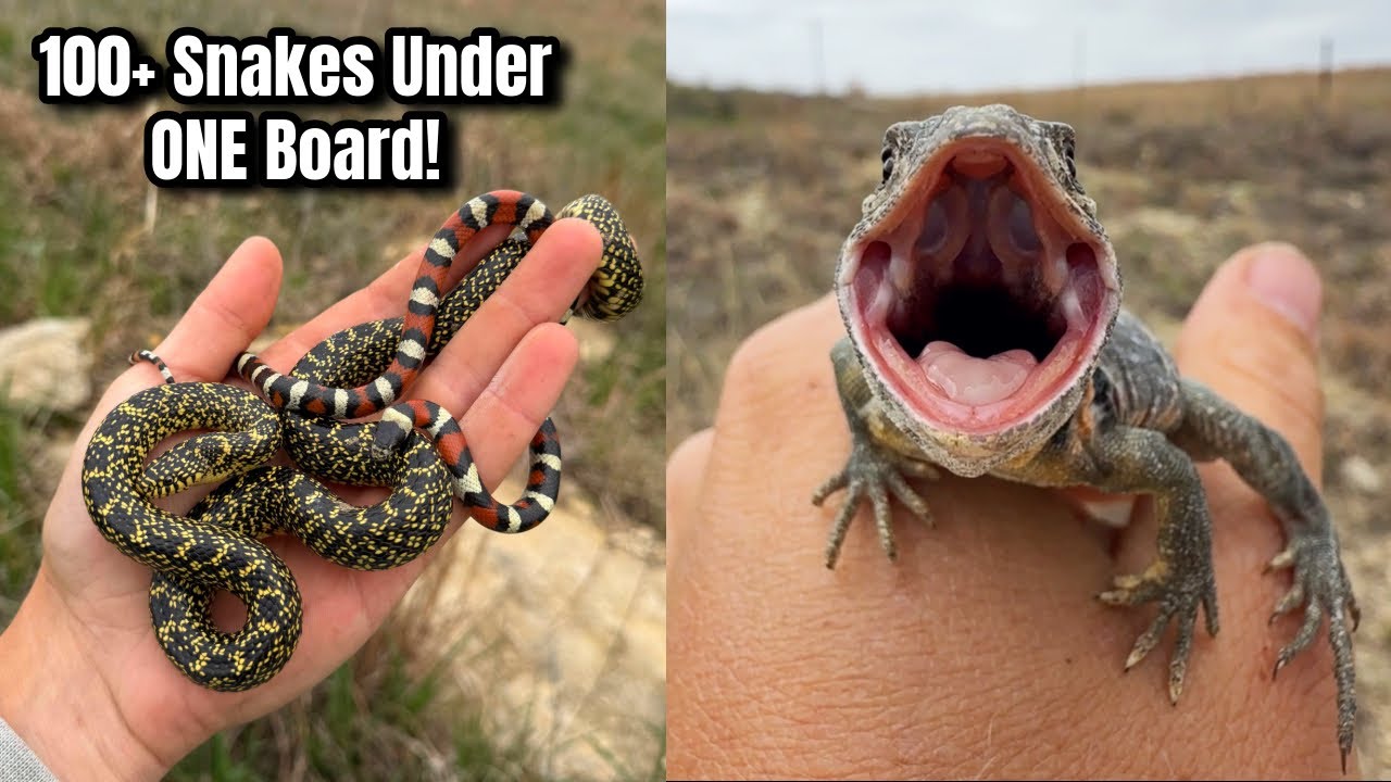 Over 100 Snakes Under ONE Board? Insane Herping in Kansas: Milksnakes, Copperheads, and More!
