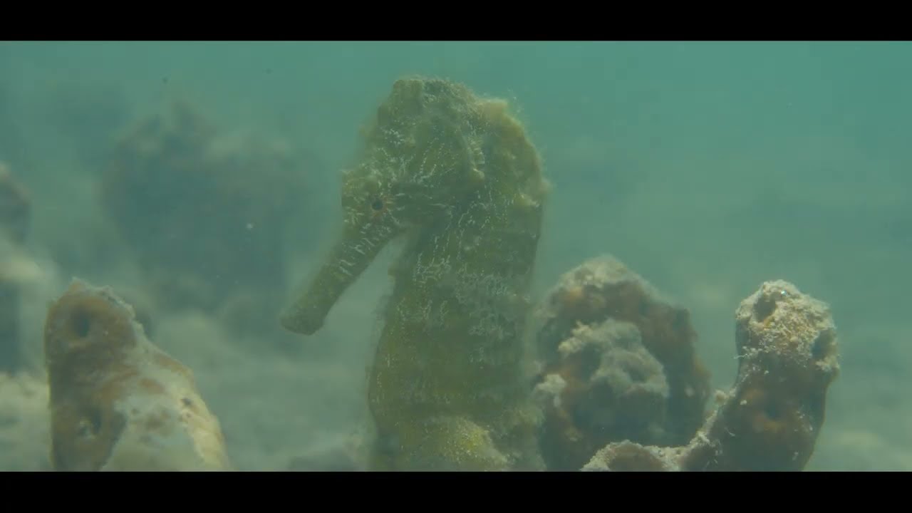 Odysseo Oceanarium Mauritius Seahorses reintroduction in Mauritius