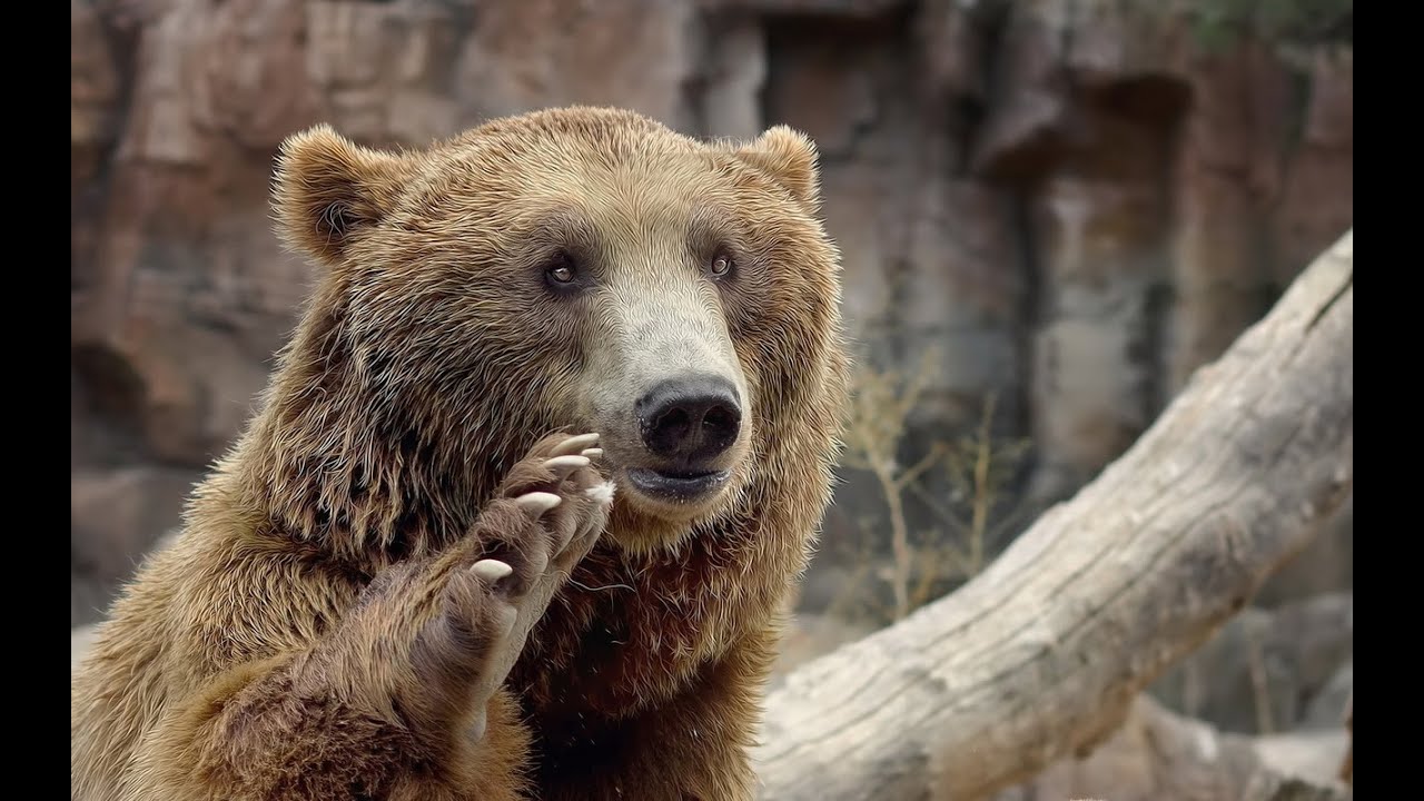 Darıca Hayvanat Bahçesi / Faruk Yalçın Zoo ( Darıca / Kocaeli )