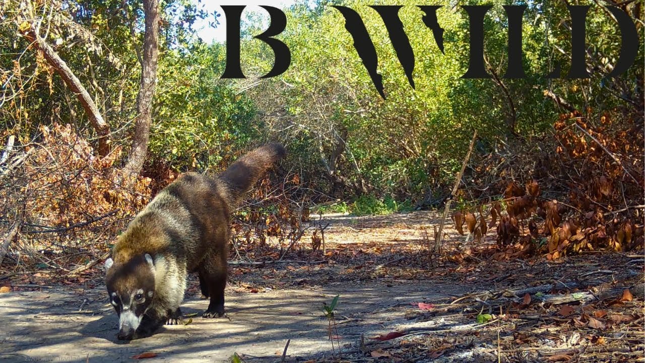 Aventura Animal en Nayarit: Conociendo su diversidad biológica