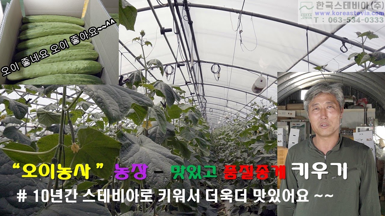 스테비아 농법으로 10년간 오이농사 지은 박광규농가 방문