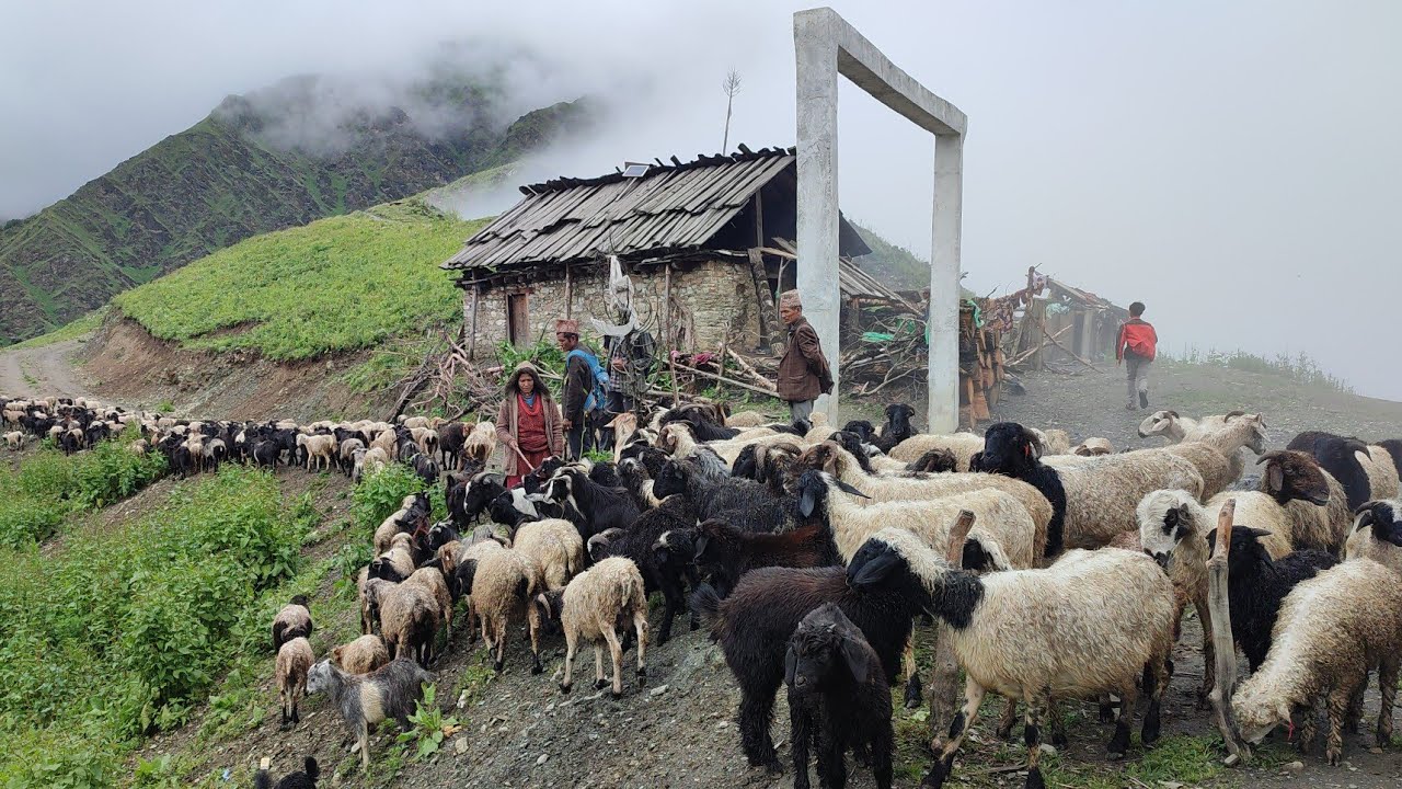 Living Very Hard Life In Nepali Mountain Village | himalayan Village Of Nepal|Rurallifenepal🇳🇵