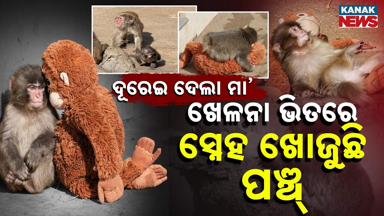 Special Report: Mother Rejected Him | See How This Baby Monkey Finds Love in a Toy