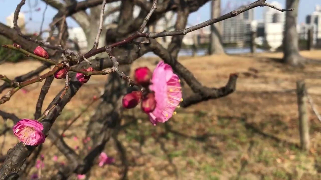 ワイエムエス　フレンドリー　舞鶴公園の梅開花（福岡市）　2026/01/19