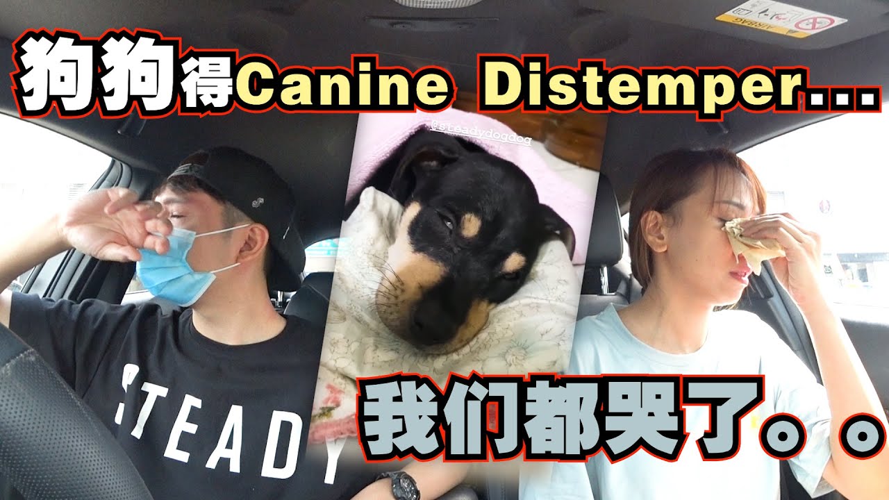 确诊狗瘟症...医生说没有药医...我们都哭了...给爱狗人士的讯息！