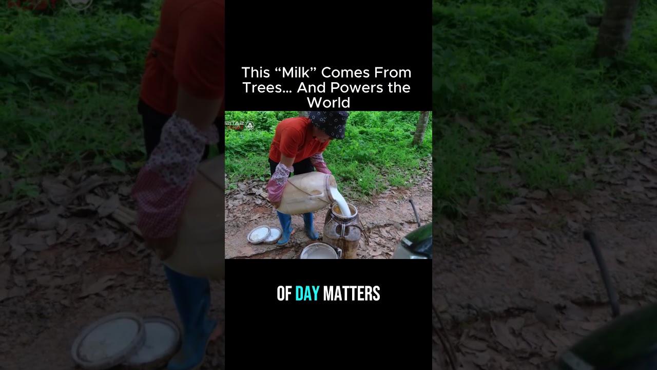 How Rubber Is Made From Trees (Satisfying Process)