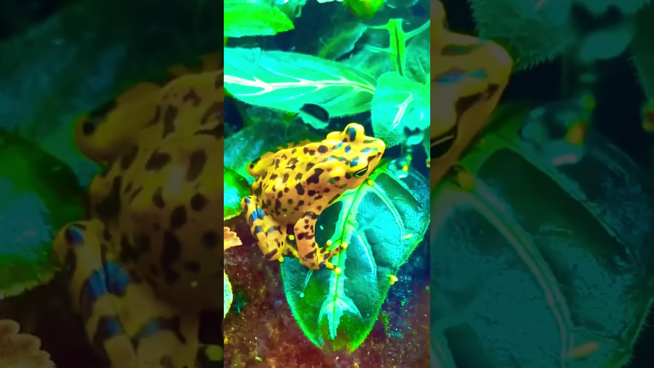 Frog 🐸 Saving Golden Frog #shorts