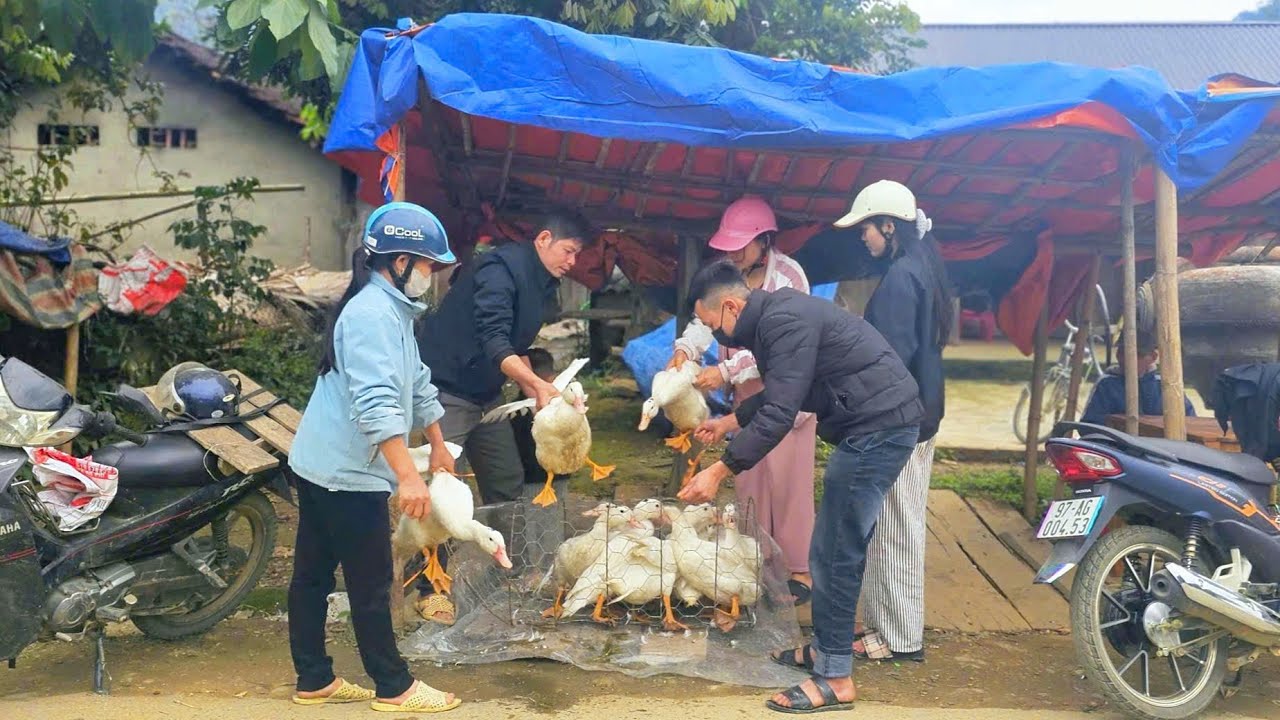 KONG took some ducks to the market to sell to earn money for Lunar New Year shopping.