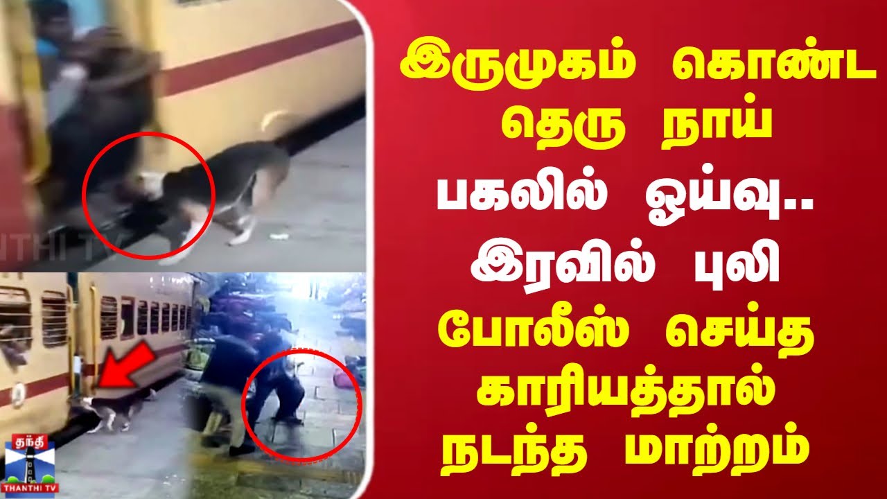இருமுகம் கொண்ட தெருநாய்.. பகலில் ஓய்வு.. இரவில் புலி..போலீஸ் செய்த காரியத்தால் நடந்த மாற்றம்
