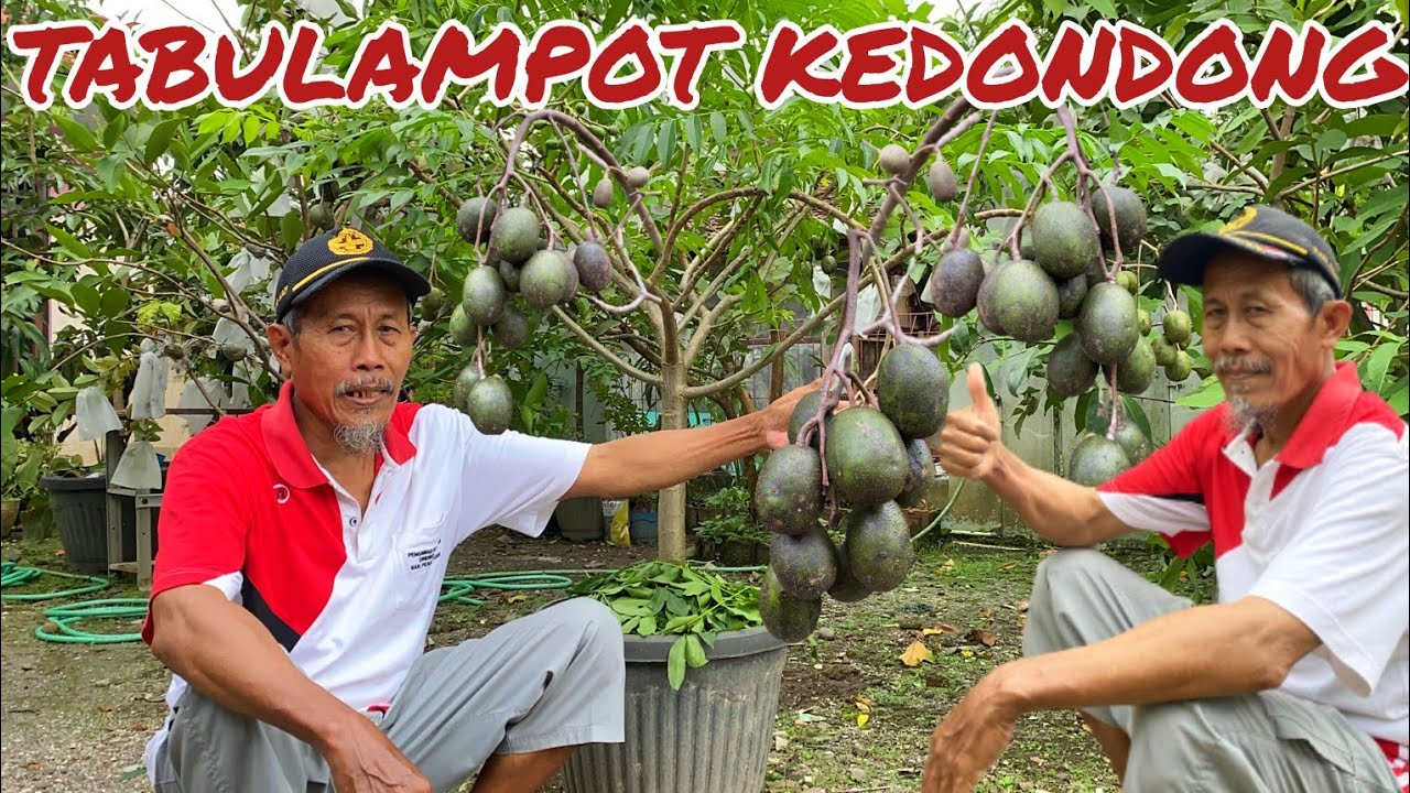 TABULAMPOT KEDONDONG BERBUAH BANYAKK