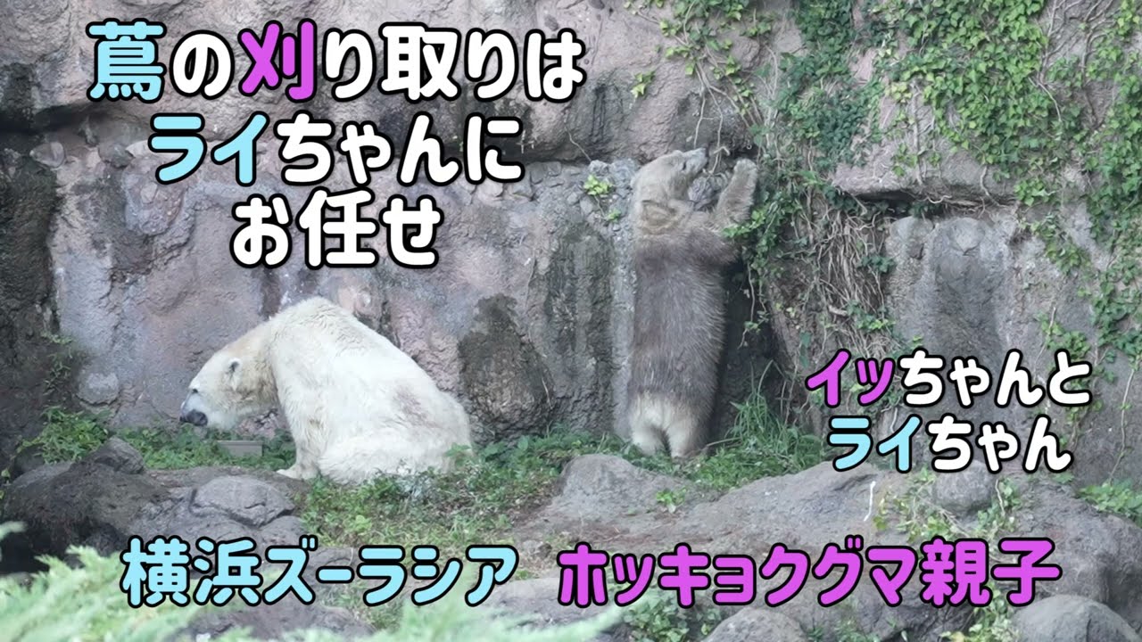 ホッキョクグマ親子　蔦の刈り取りはライちゃんにお任せ　イッちゃんとライちゃん　横浜ズーラシア　ШилкаиЛай