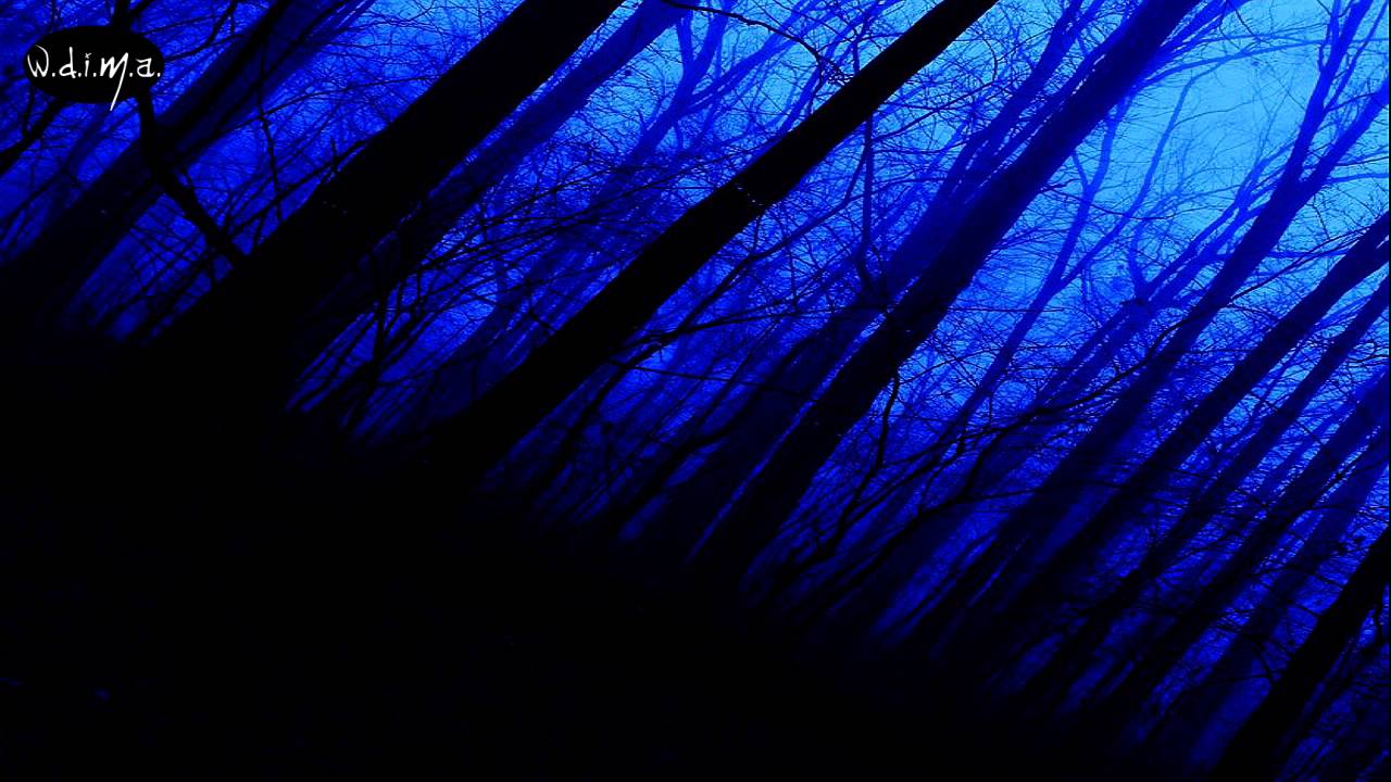 Spirit of the Forest - Solitude