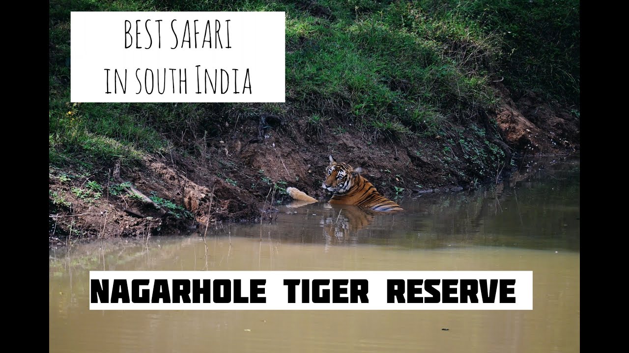 Kabini Forest Safari | Nagarhole Tiger Reserve in India | Karnataka #kabini #tiger #subscribers