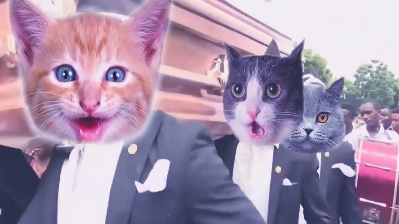 LOS NEGROS DEL ATAUD VERSION GATOS GATITOS CATS
