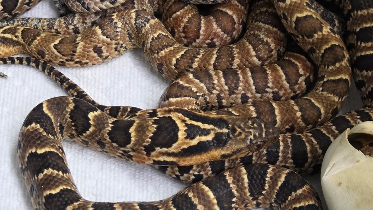 Baby false water cobras hatched!