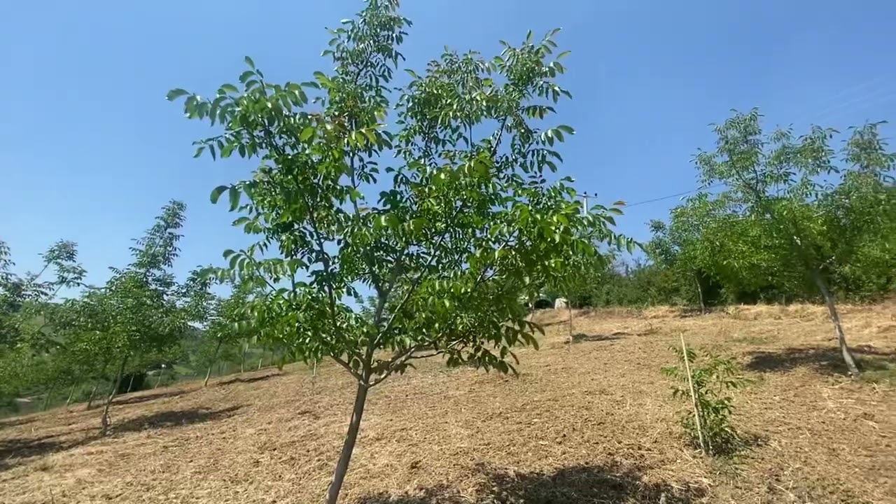 CEVİZ BAHÇESİ GELİŞİM 2024-BÖLÜM 1