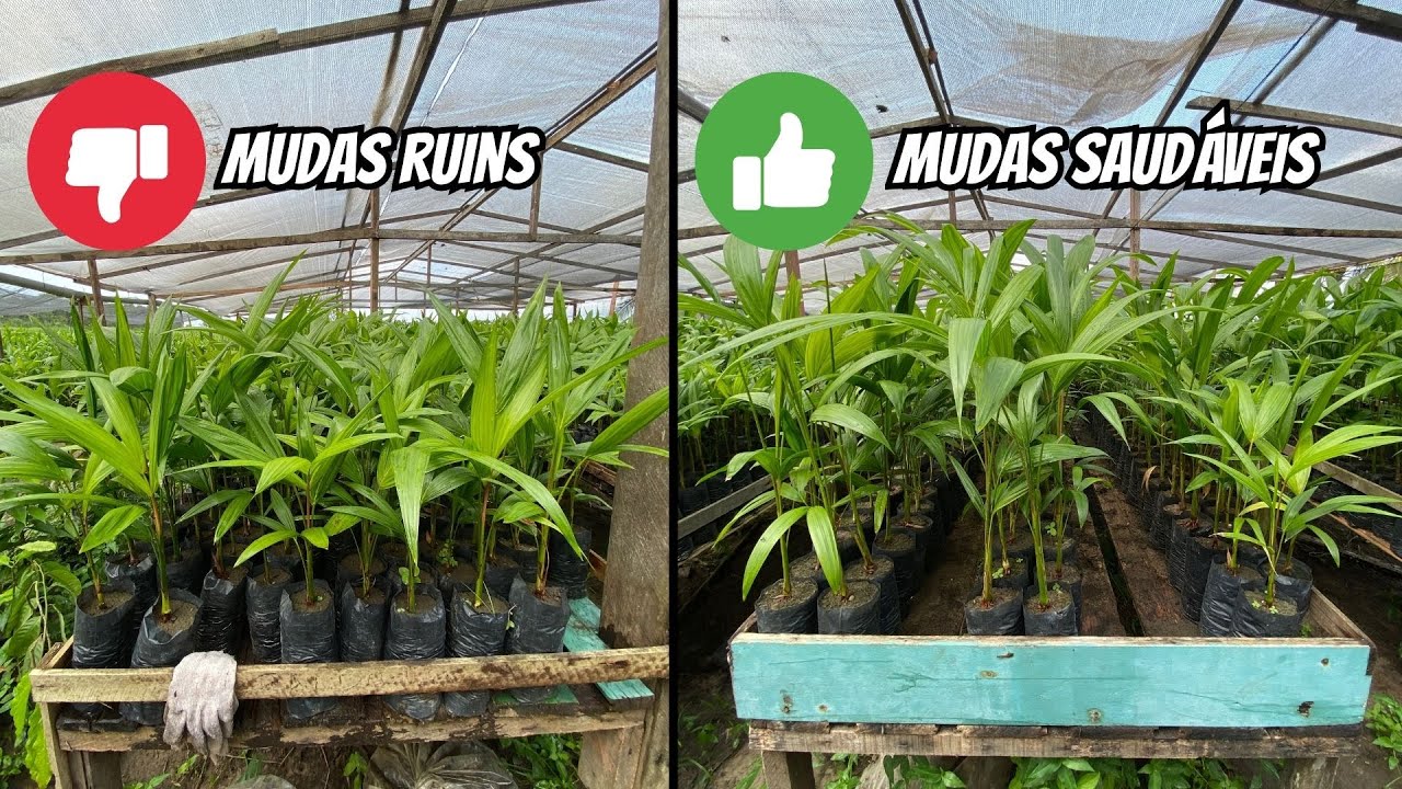 Espaçando as mudas de açaí no viveiro
