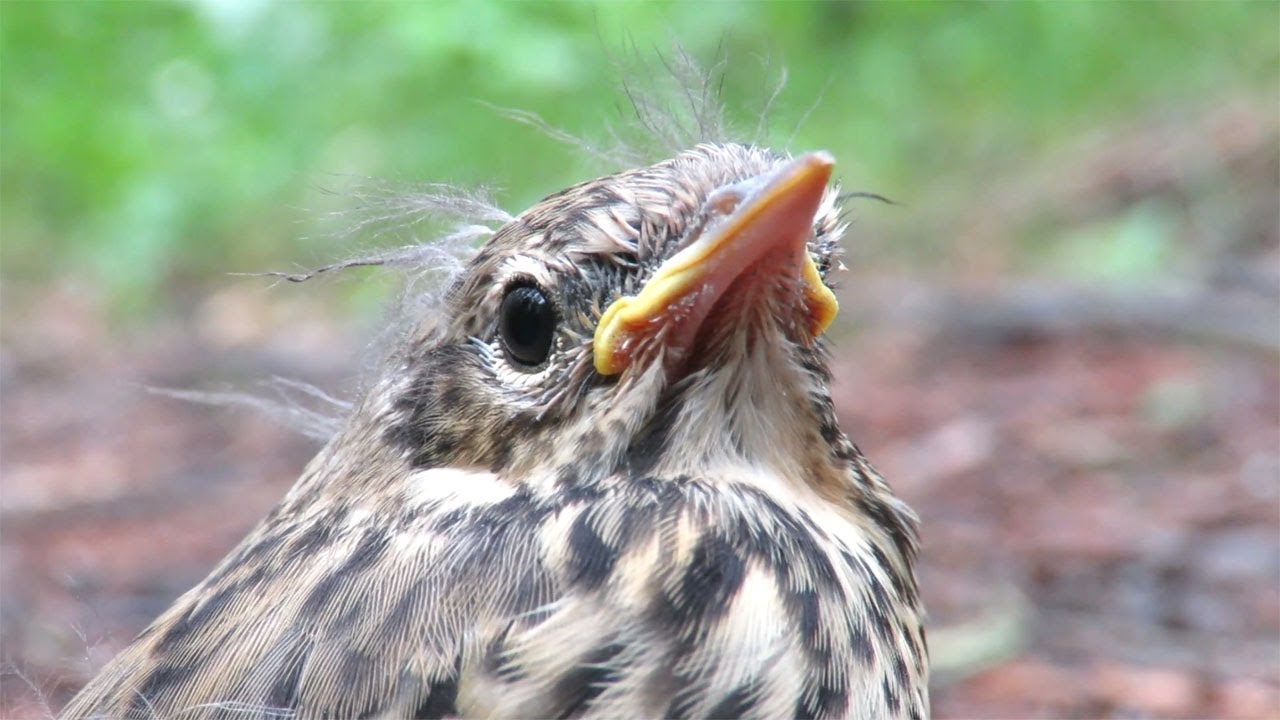 Птенец слеток &ndash; лесной конек, Chick of tree pipit