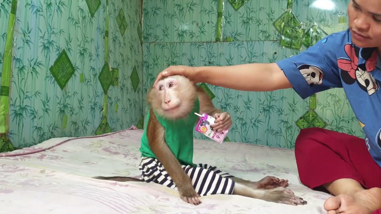 Now monkey Yoko is big growing