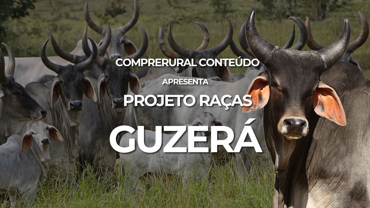 Conhe&ccedil;a uma das ra&ccedil;as mais antigas do mundo, o Guzer&aacute;