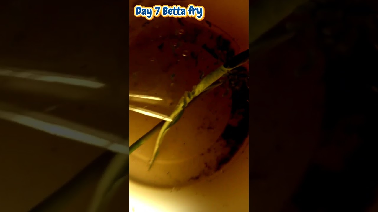 Vlog 26: Betta fry development day by day Growth Journey.